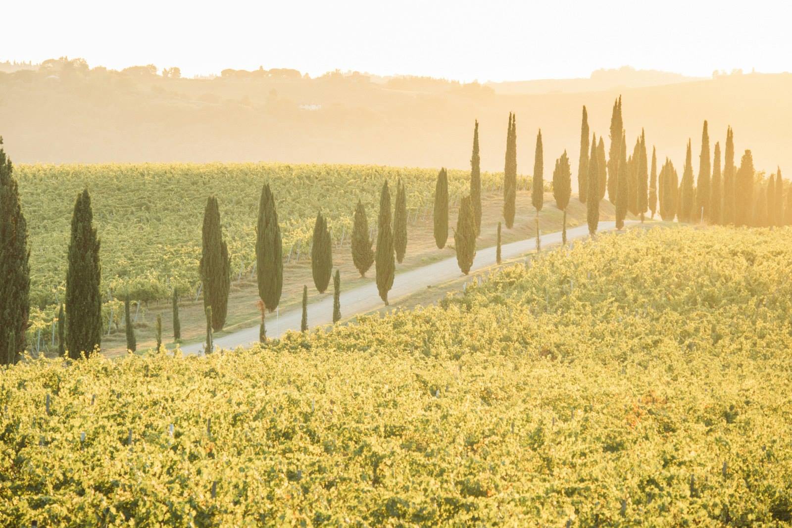 Strada di cipressi tra le vigne al tramonto