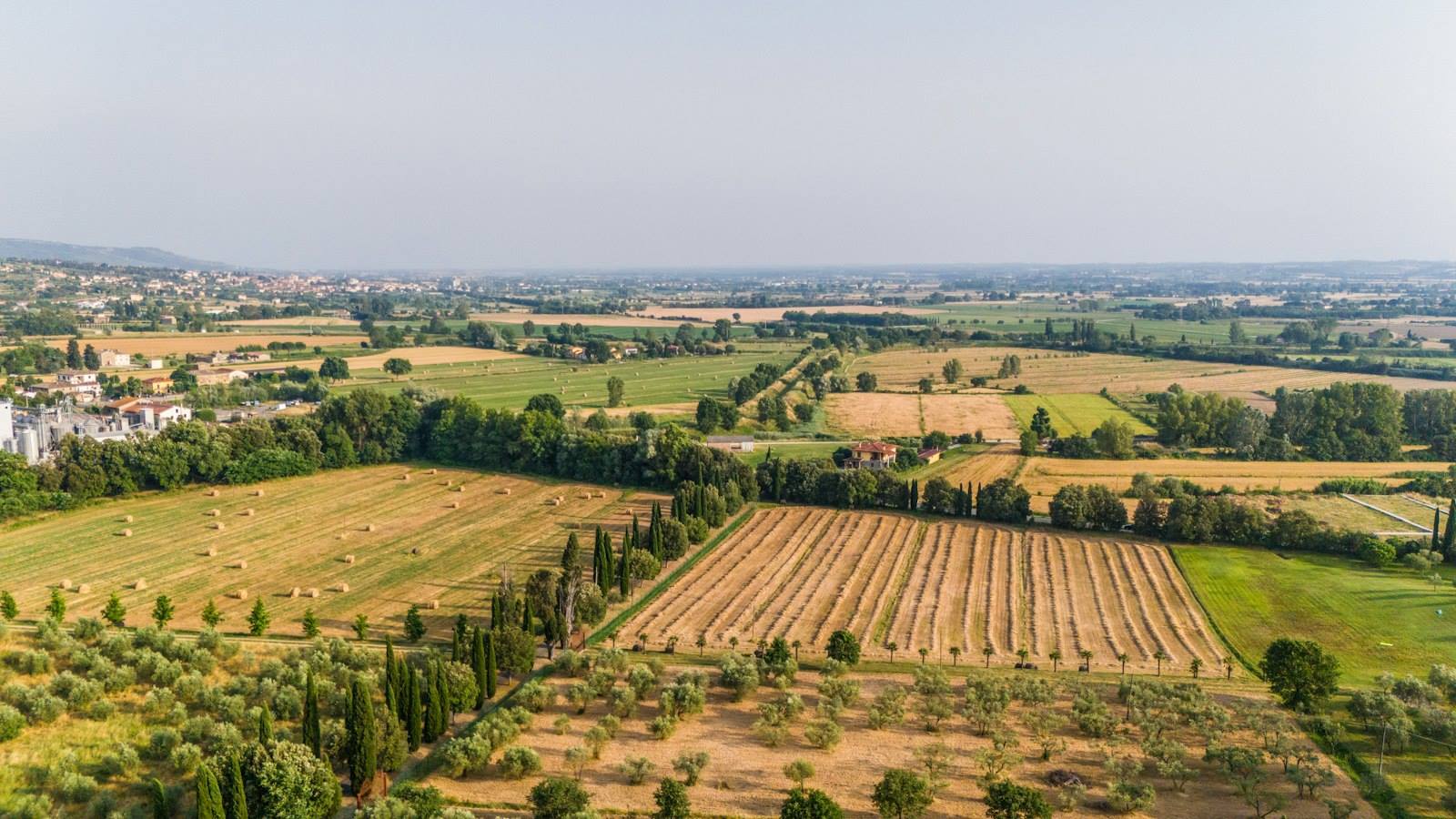 Campi dorati e filari