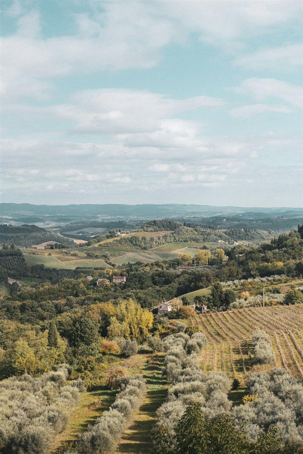 Colline con uliveti e vigne