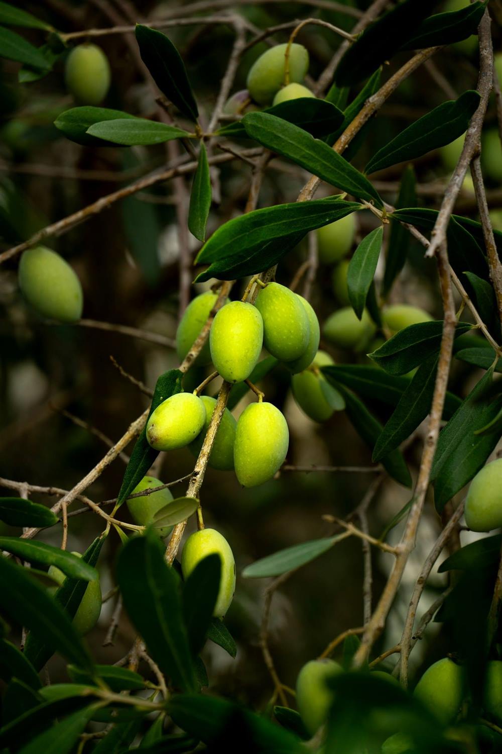 Rametto di olive verdi