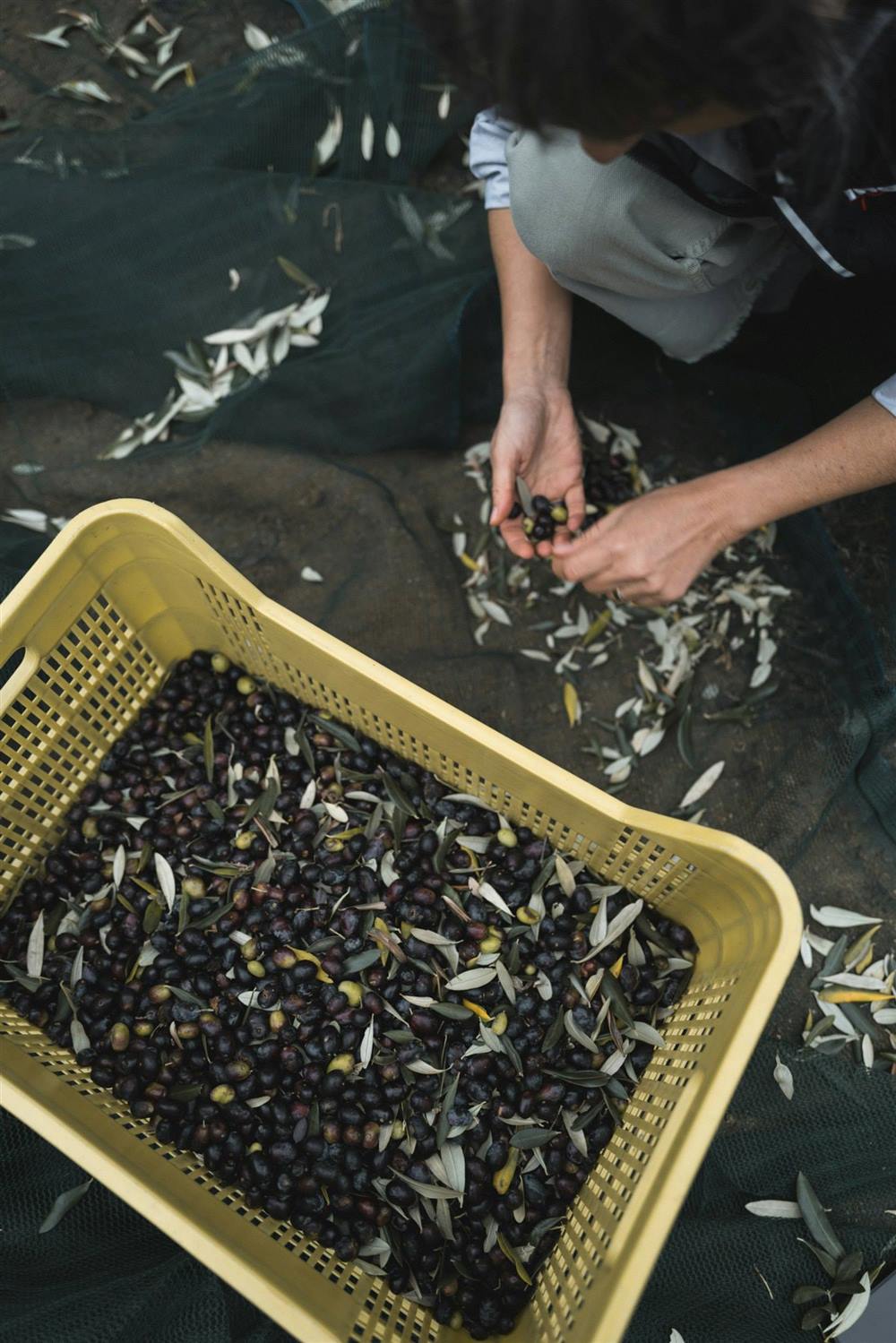 Selezione delle olive raccolte
