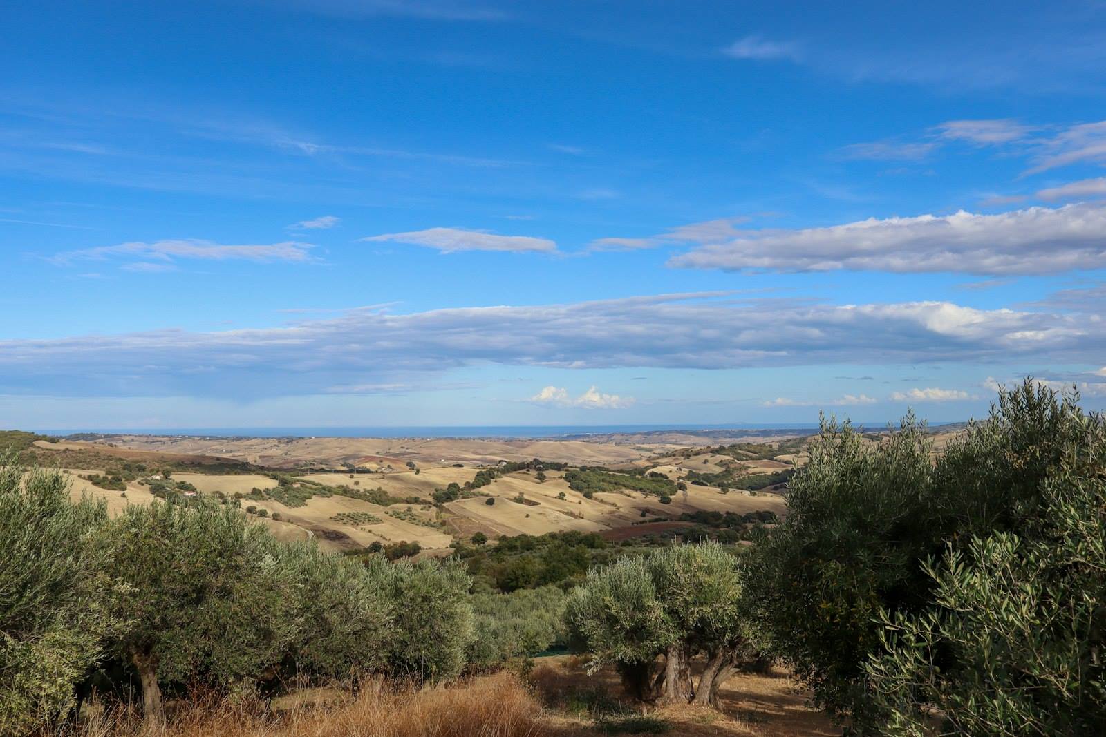 Uliveti sulle colline toscane