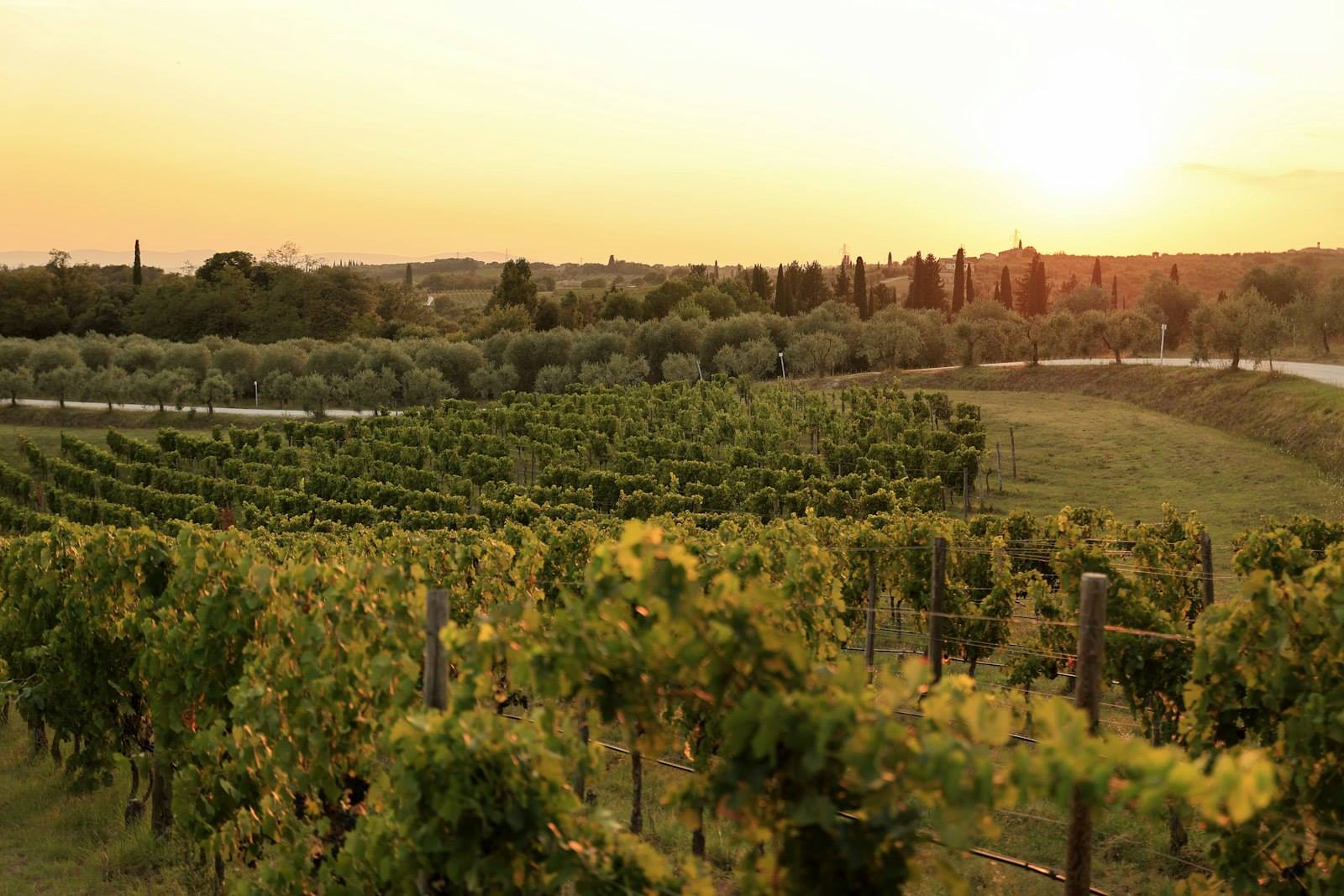 Vigneto al tramonto sulle colline